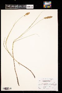 Carex sartwellii image