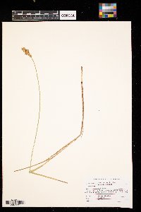 Carex sartwellii image