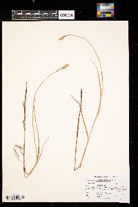 Carex sartwellii image