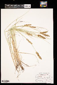 Carex sartwellii image