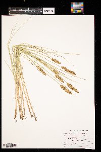 Carex sartwellii image