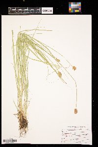 Carex scoparia image