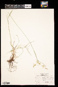 Carex sprengelii image