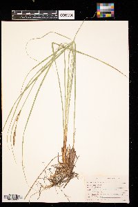 Carex stricta image