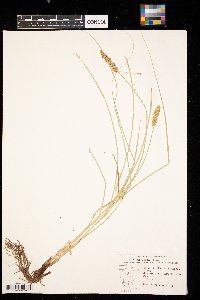 Carex vulpinoidea image