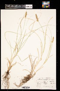 Carex vulpinoidea image