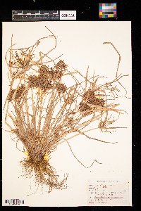 Cyperus odoratus image