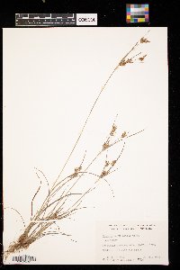 Cyperus schweinitzii image