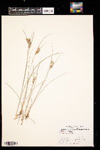 Cyperus schweinitzii image