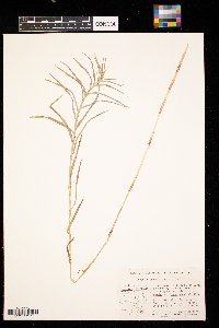 Dulichium arundinaceum image