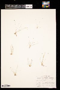 Eleocharis acicularis image