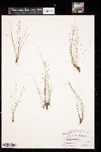 Eleocharis acicularis image