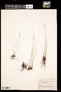 Eleocharis erythropoda image