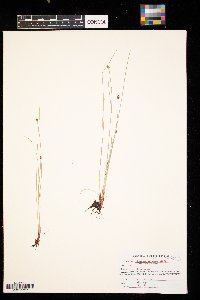 Eleocharis palustris image