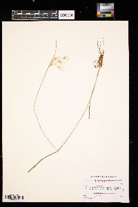 Eriophorum angustifolium image