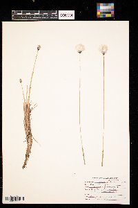 Eriophorum vaginatum image