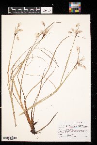 Eriophorum viridicarinatum image