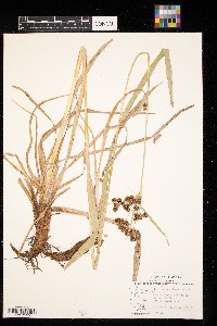 Scirpus atrovirens image