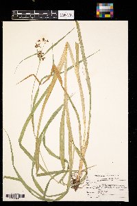 Scirpus atrovirens image