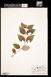 Lonicera canadensis image