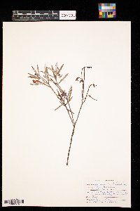 Andromeda polifolia image