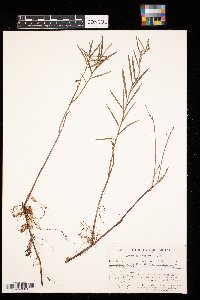 Andromeda polifolia image