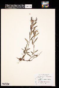 Andromeda polifolia image