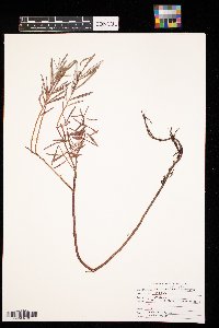 Andromeda polifolia image