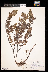 Arctostaphylos uva-ursi image