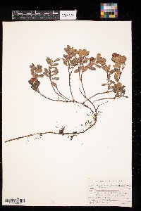 Arctostaphylos uva-ursi image