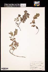 Arctostaphylos uva-ursi image