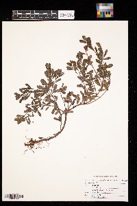 Arctostaphylos uva-ursi image