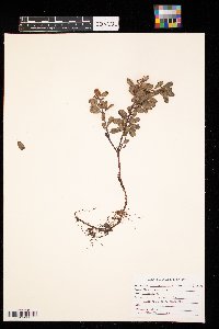 Arctostaphylos uva-ursi image