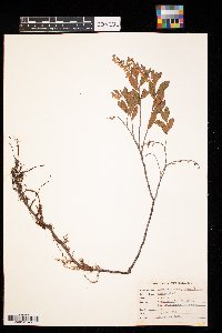 Chamaedaphne calyculata image