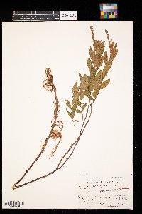 Chamaedaphne calyculata image