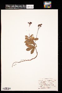 Chimaphila umbellata image