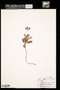 Chimaphila umbellata image