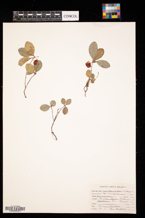 Gaultheria procumbens image