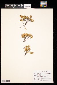 Kalmia procumbens image