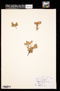 Kalmia procumbens image