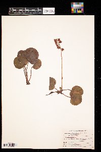 Pyrola asarifolia image