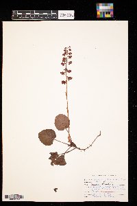 Pyrola asarifolia image