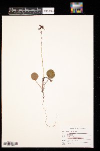 Pyrola asarifolia image