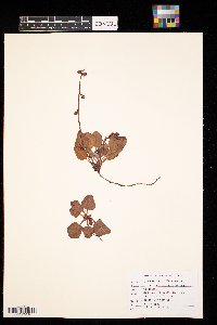 Pyrola grandiflora image