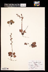 Pyrola grandiflora image