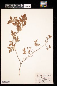 Vaccinium angustifolium image