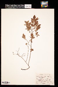 Vaccinium angustifolium image