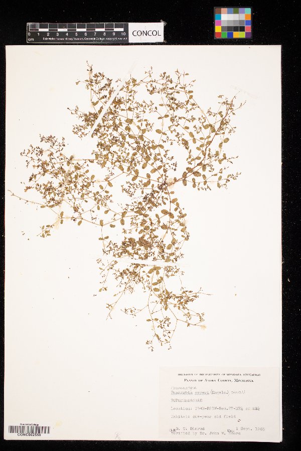 Euphorbia geyeri image