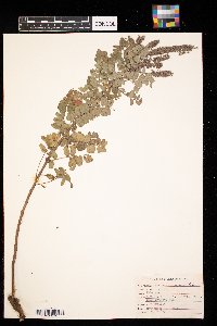 Amorpha canescens image