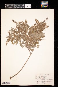 Amorpha canescens image